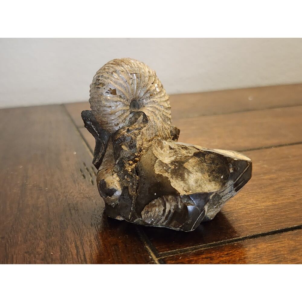 Rare Ammonite Hoploscaphites Cretaceous Period Extinct Marine Cephalopod Fossil